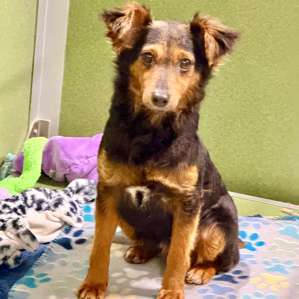 Enlarge Biscotti (MR26-120), a Adoptable mixed breed in Peyton, CO image 4/6
