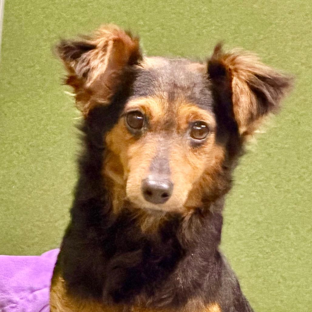 Enlarge Biscotti (MR26-120), a Adoptable mixed breed in Peyton, CO image 5/6