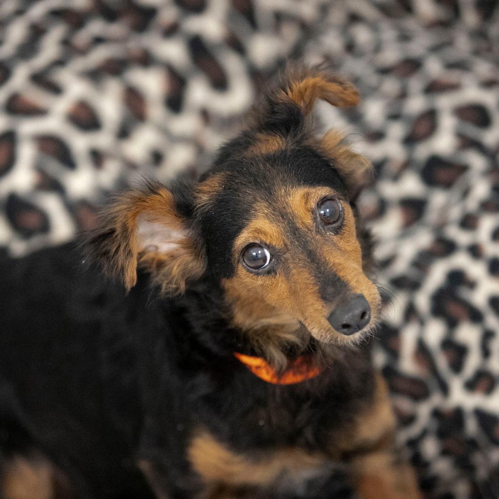 Enlarge Biscotti (MR26-120), a Adoptable mixed breed in Peyton, CO image 6/6