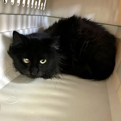 Sabor, Adoptable, Young Female Domestic Short Hair & Domestic Short Hair.