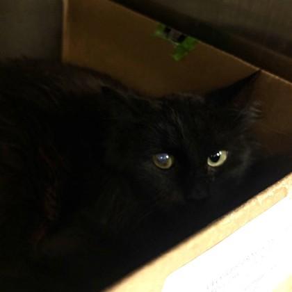 Sabor, Adoptable, Young Female Domestic Short Hair & Domestic Short Hair.