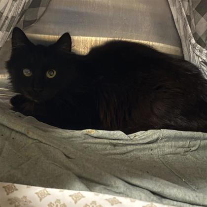 Enlarge Sabor, a Adoptable mixed breed in Dallas, TX image 5/6