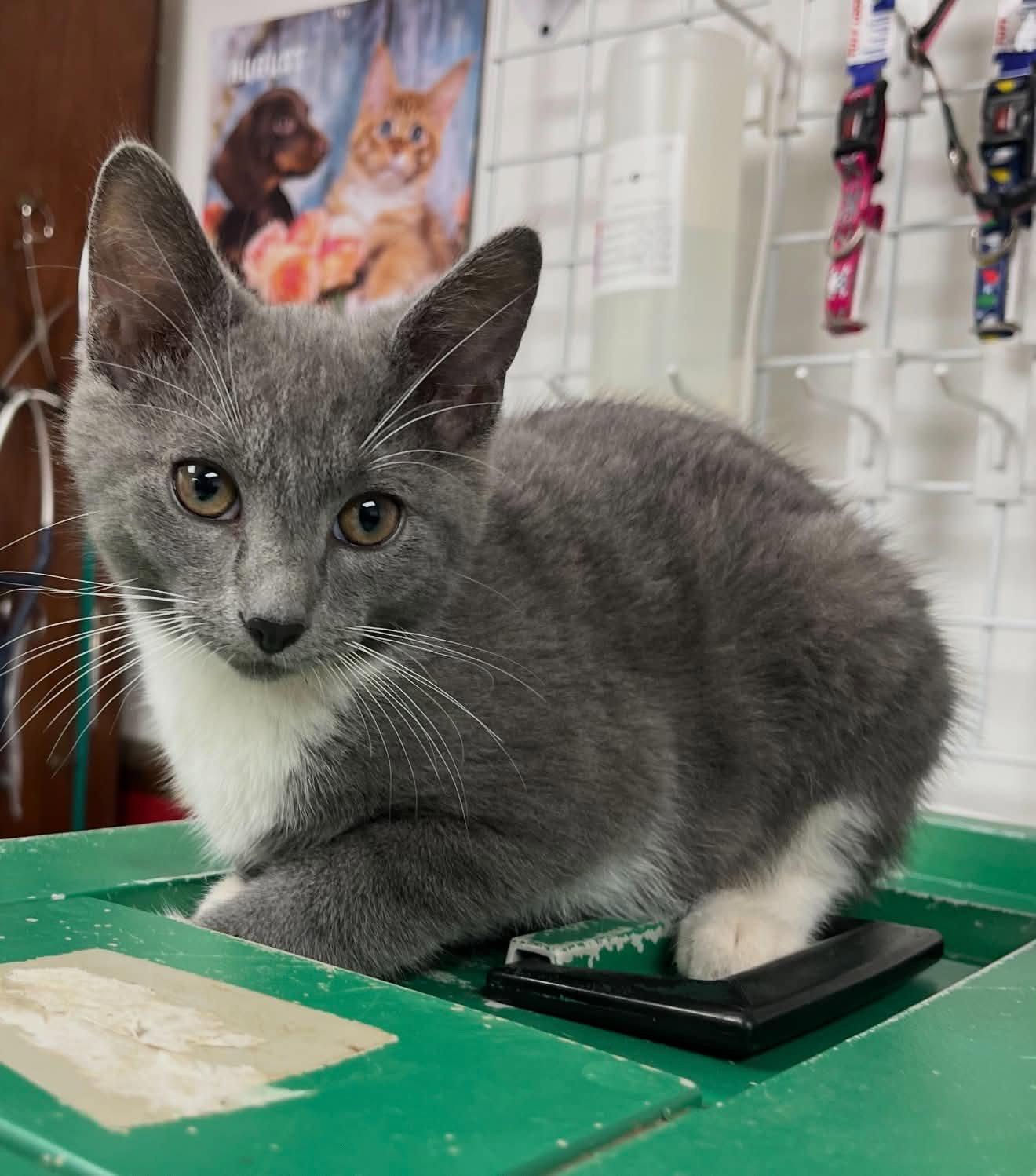 Enlarge Mochi C Austin $299 Riley, a Adopted Domestic Short Hair in Saunderstown, RI image 1/1