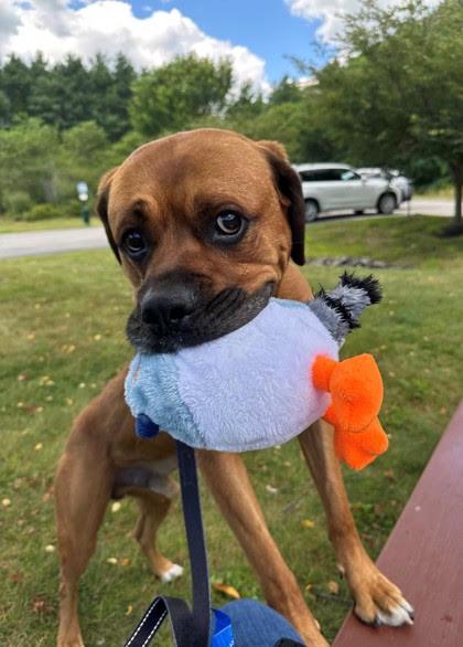 Mack in Maine, an adopted mixed breed in Portland, ME image 3/3