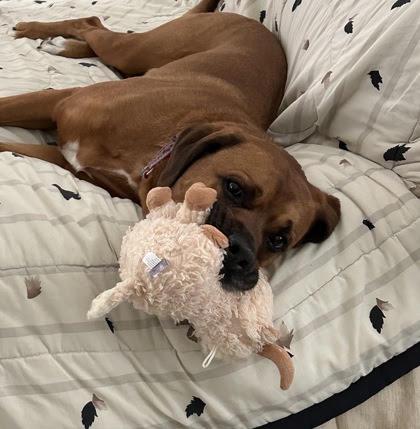Mack in Maine, an adopted mixed breed in Portland, ME image 2/3