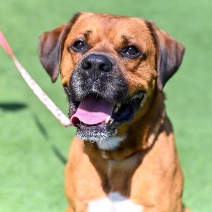 Mack in Maine, adopted, Adult Male Pit Bull Terrier.