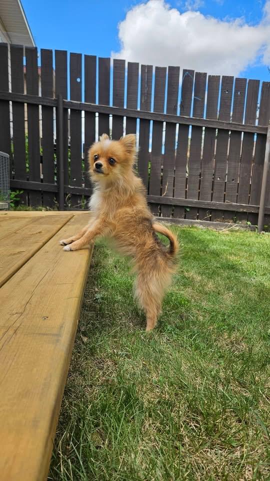 Michaela, ADOPTABLE, Puppy Female Pomeranian.