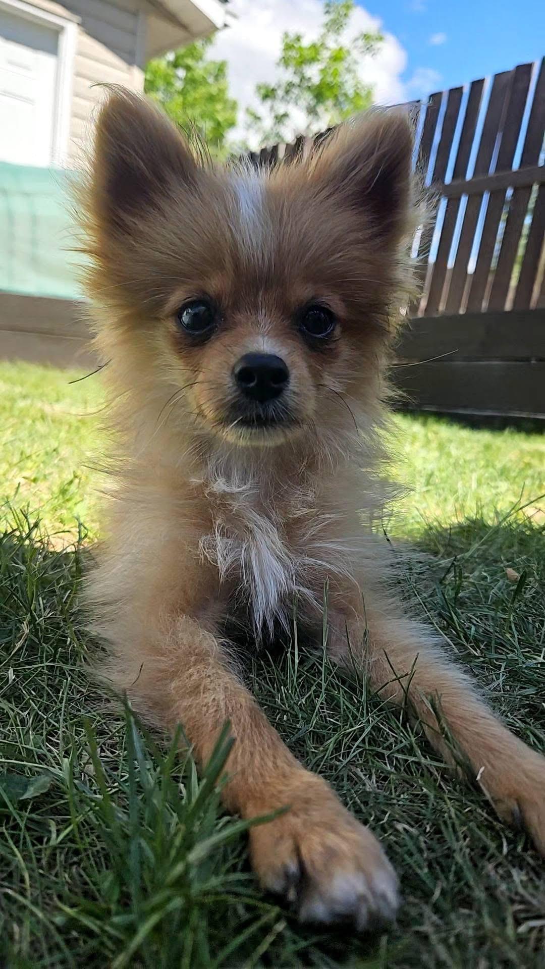 Enlarge Michaela, a ADOPTABLE Pomeranian in Lethbridge, AB image 2/2