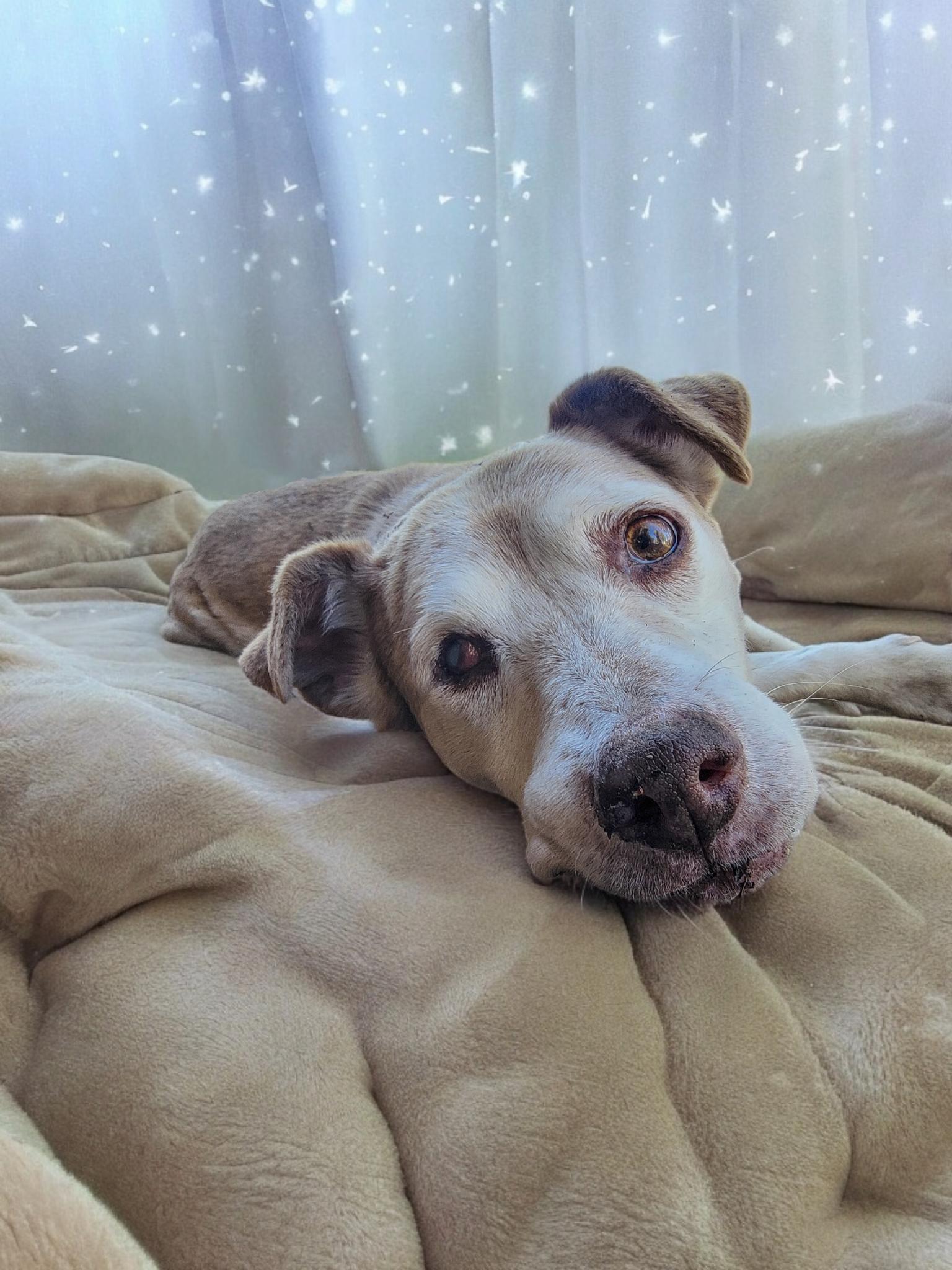 Cliff, Adoptable, Senior Male Beagle.