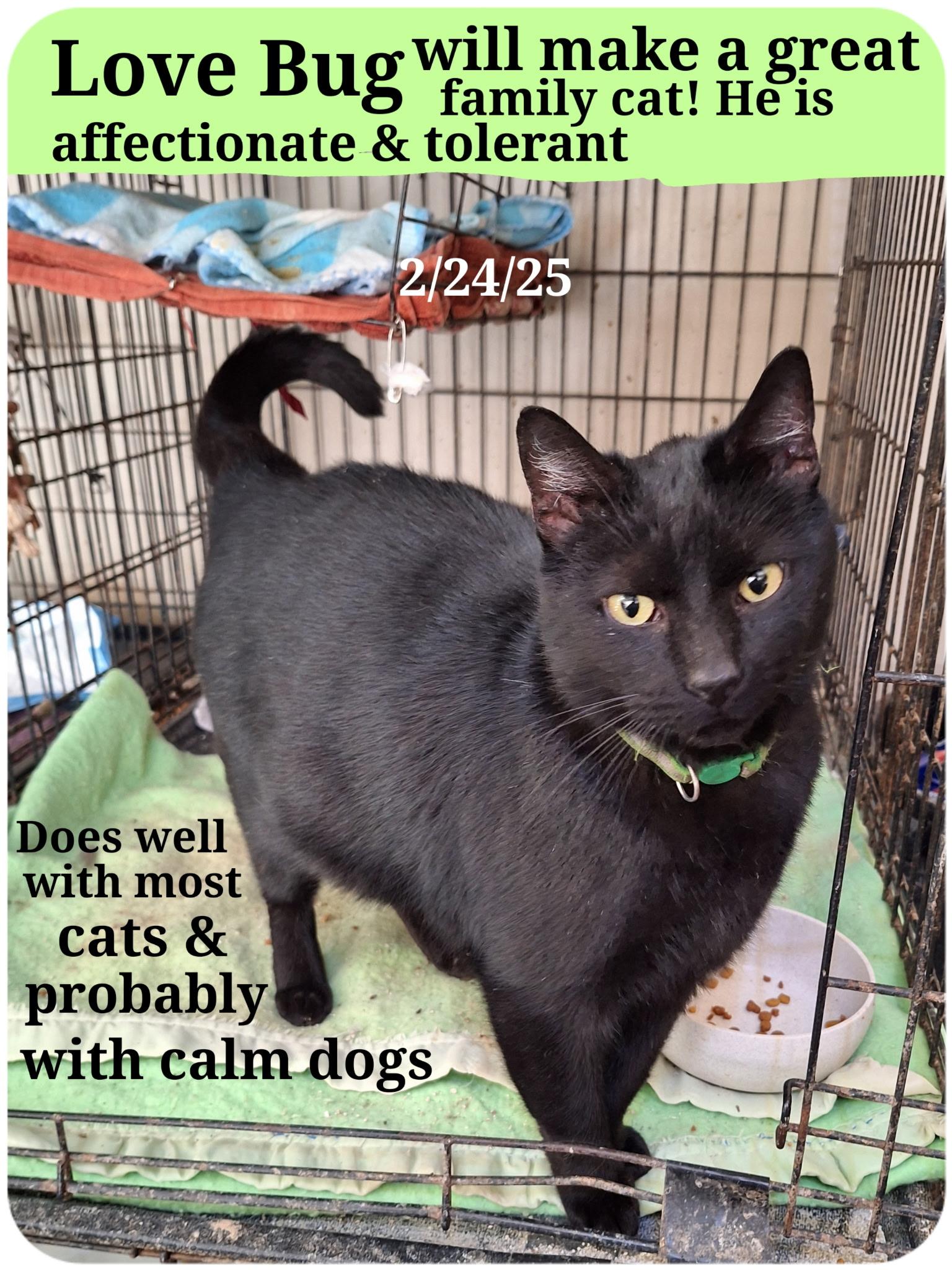 Lovebug, Adoptable, Adult Male Bombay.