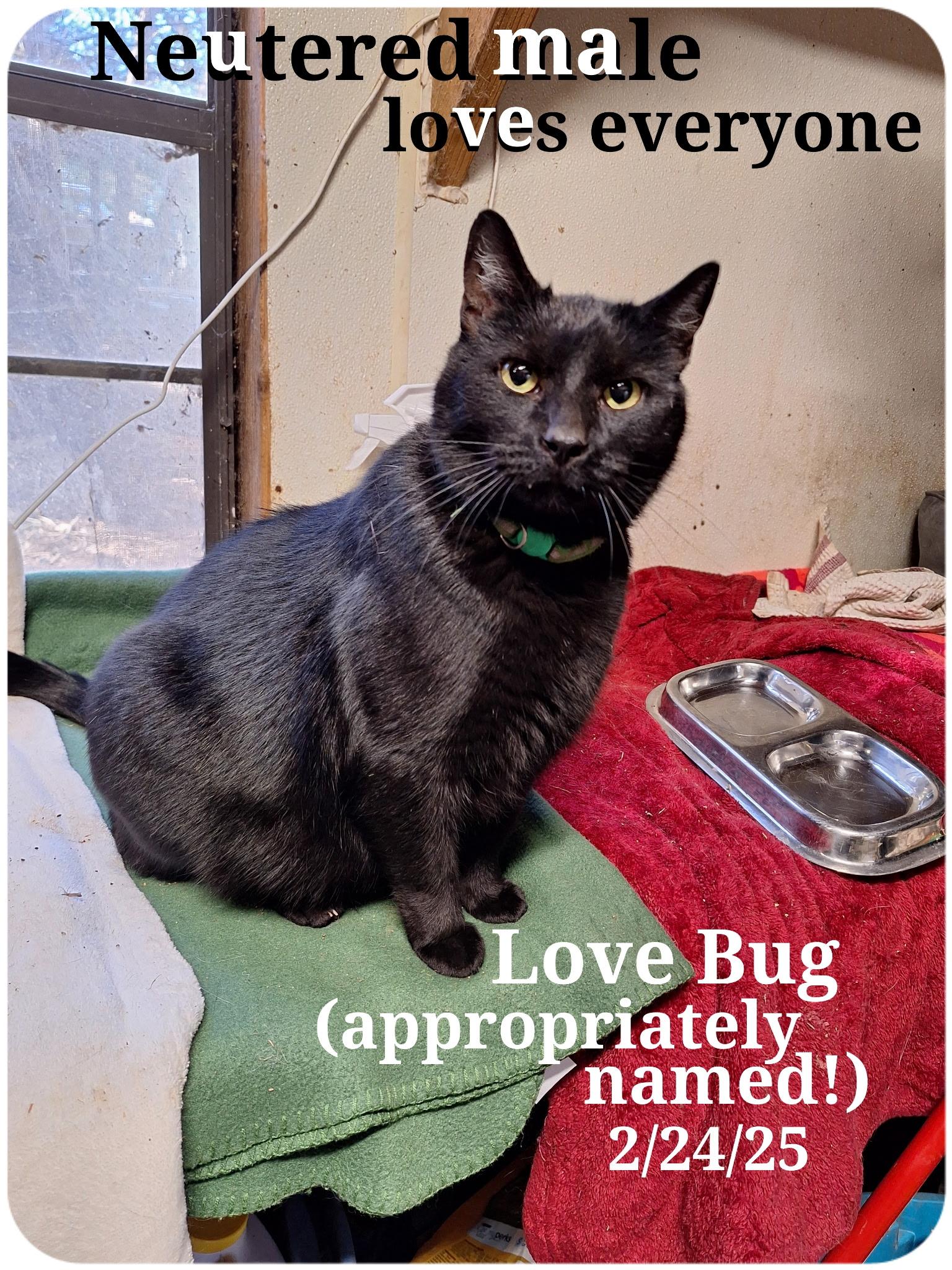 Lovebug, a Adoptable Bombay in Staunton, VA image 2/2