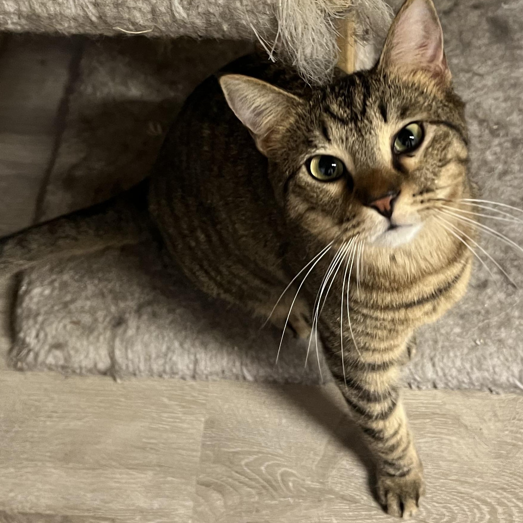 Enlarge Dodie, a Adoptable Domestic Short Hair in Knoxville, GA image 1/4
