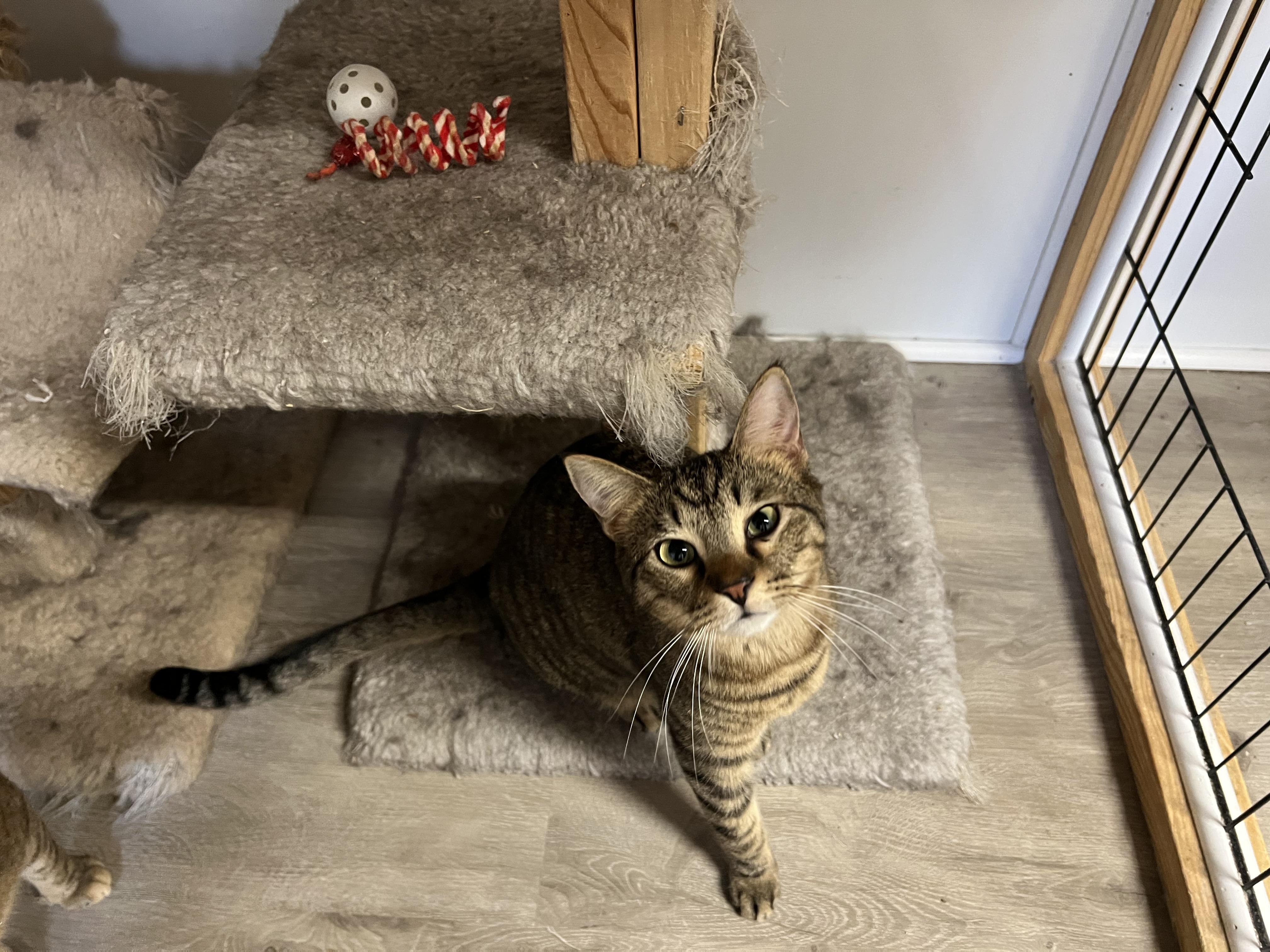 Dodie, a Adoptable Domestic Short Hair in Knoxville, GA image 1/4