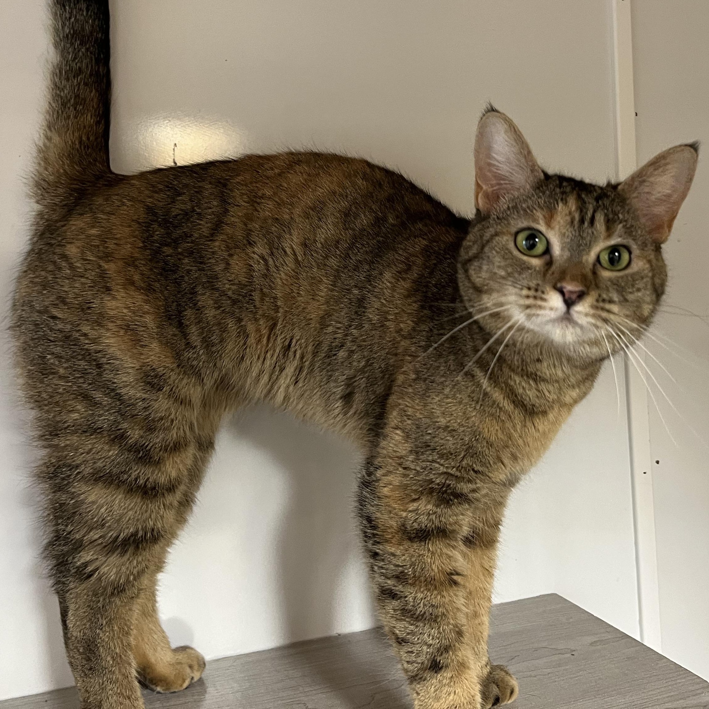 Enlarge Dodie, a Adoptable Domestic Short Hair in Knoxville, GA image 2/4