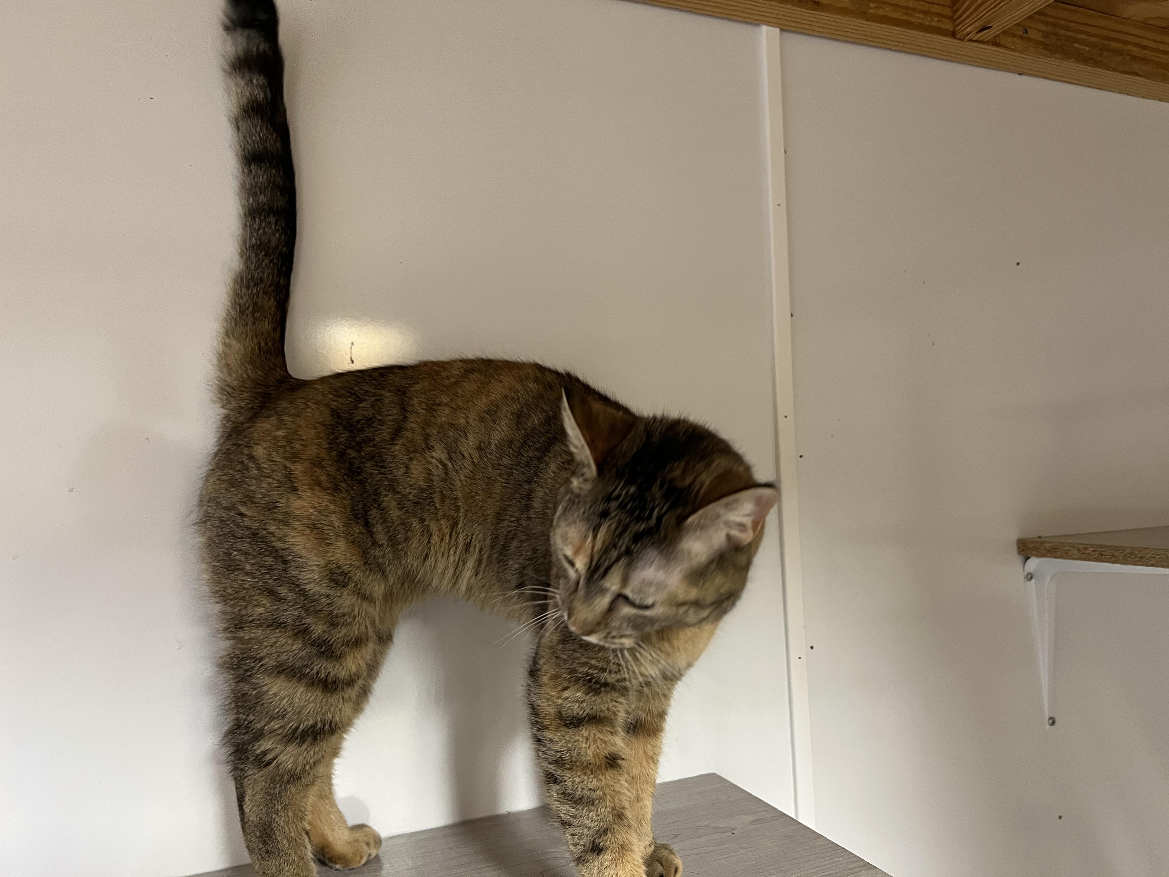 Dodie, a Adoptable Domestic Short Hair in Knoxville, GA image 3/4