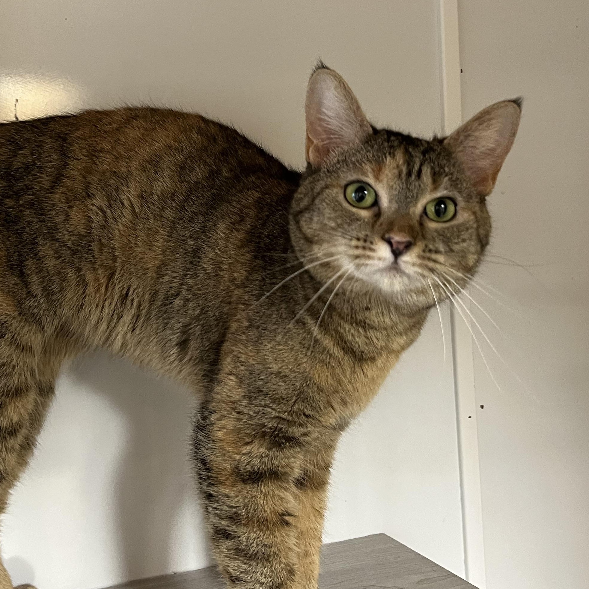 Dodie, a Adoptable Domestic Short Hair in Knoxville, GA image 4/4