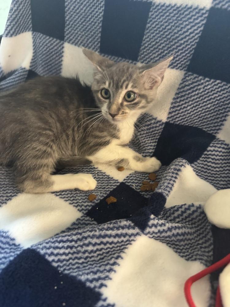 Mercury, Adoptable, Kitten Female Domestic Short Hair.