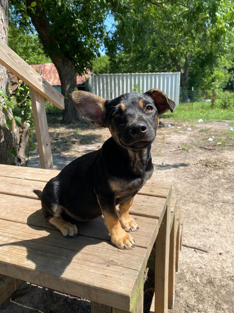 Cherry , Adopted, Puppy Female Dachshund.
