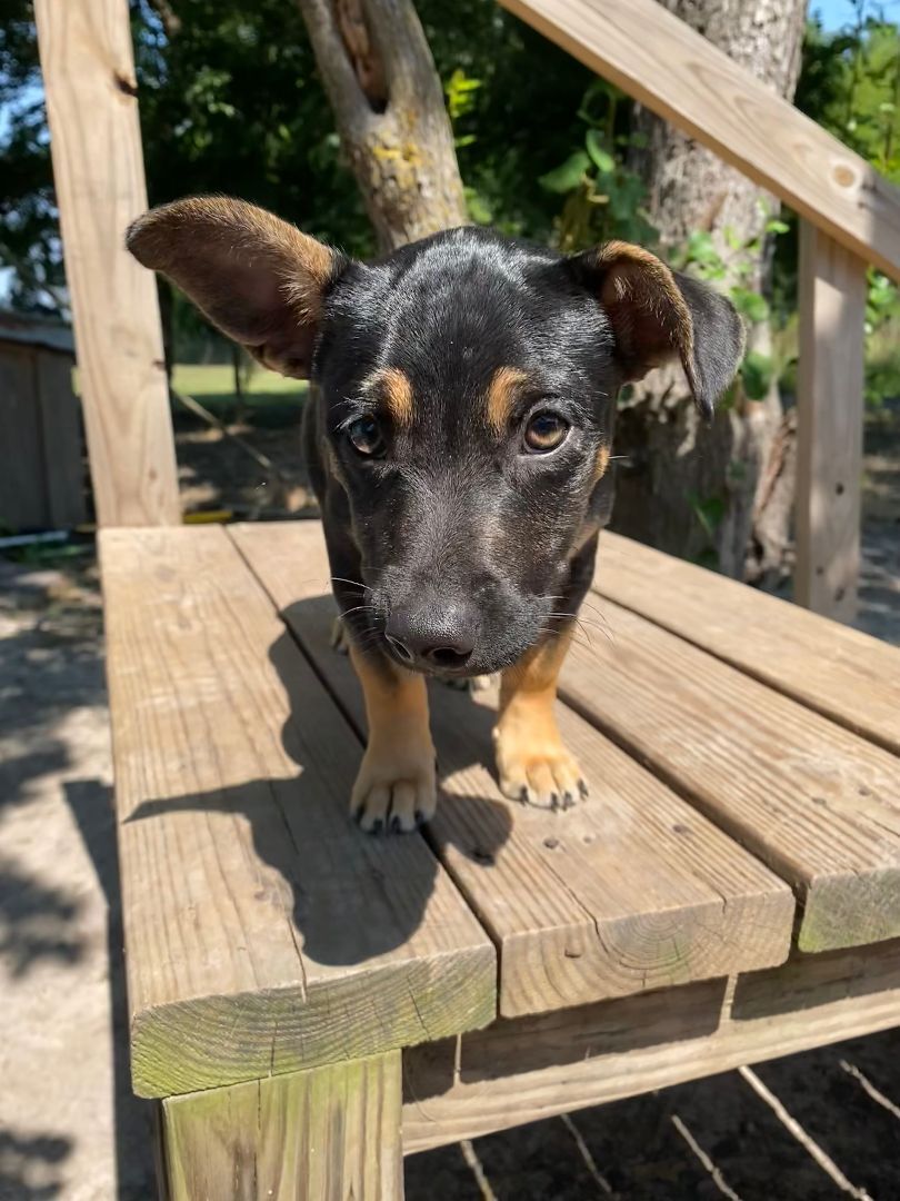 Cherry , a Adopted mixed breed in Commerce, TX image 2/3