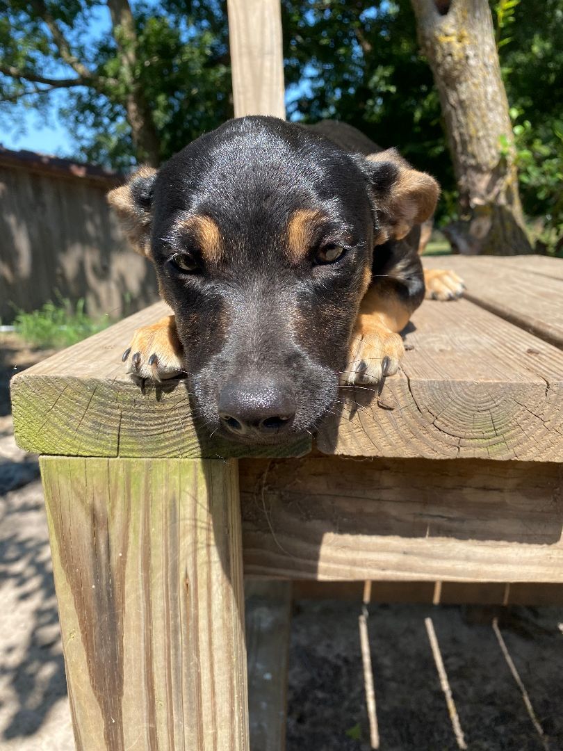 Cherry , a Adopted mixed breed in Commerce, TX image 3/3