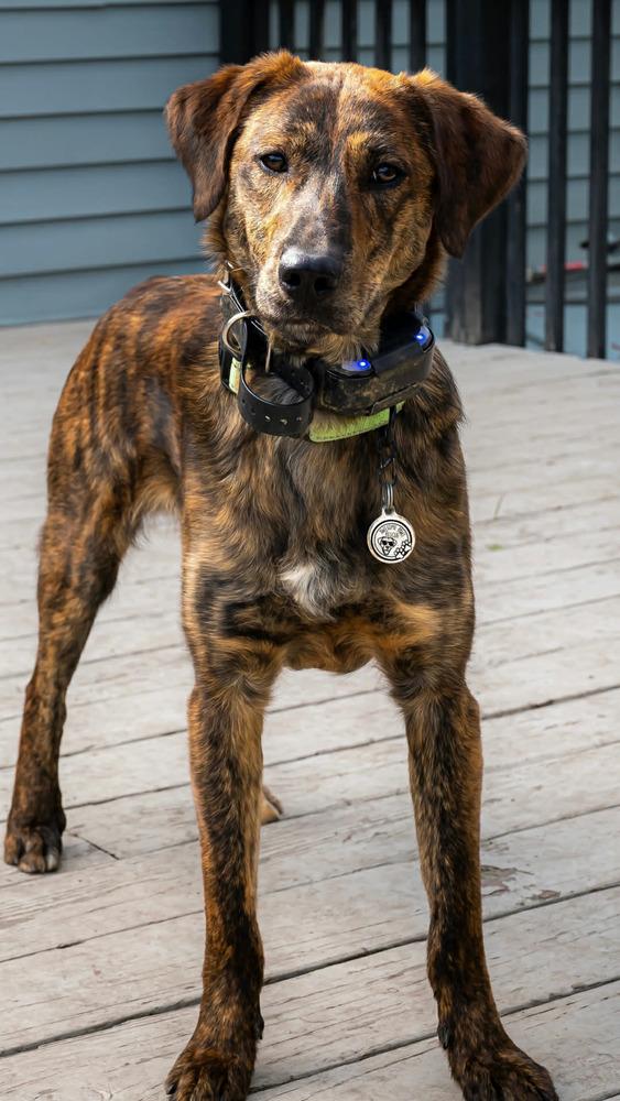Emmett, Adoptable, Adult Male Mixed Breed.