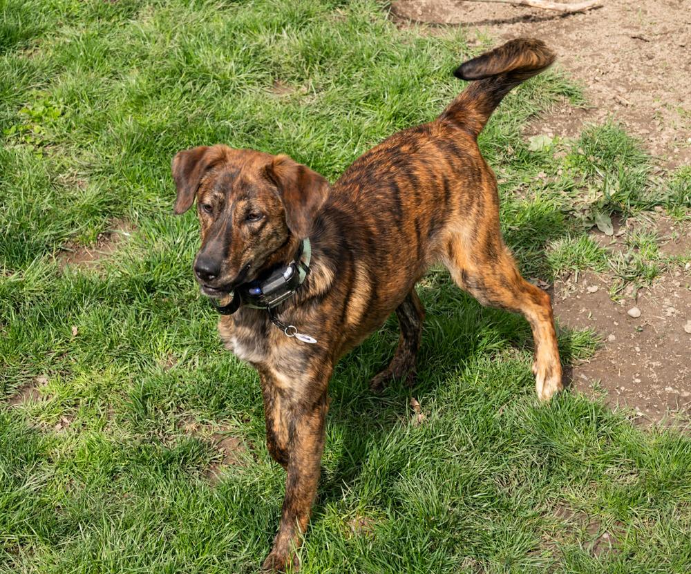 Enlarge Emmett, a Adoptable mixed breed in Alden, NY image 2/3