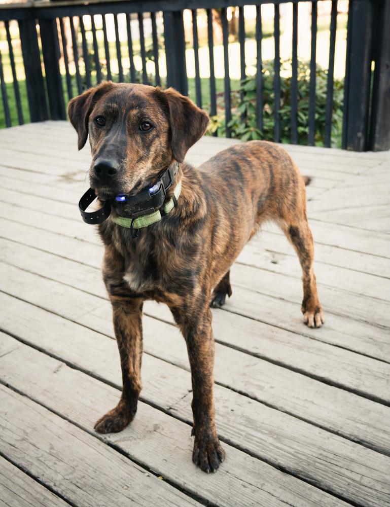 Enlarge Emmett, a Adoptable mixed breed in Alden, NY image 3/3