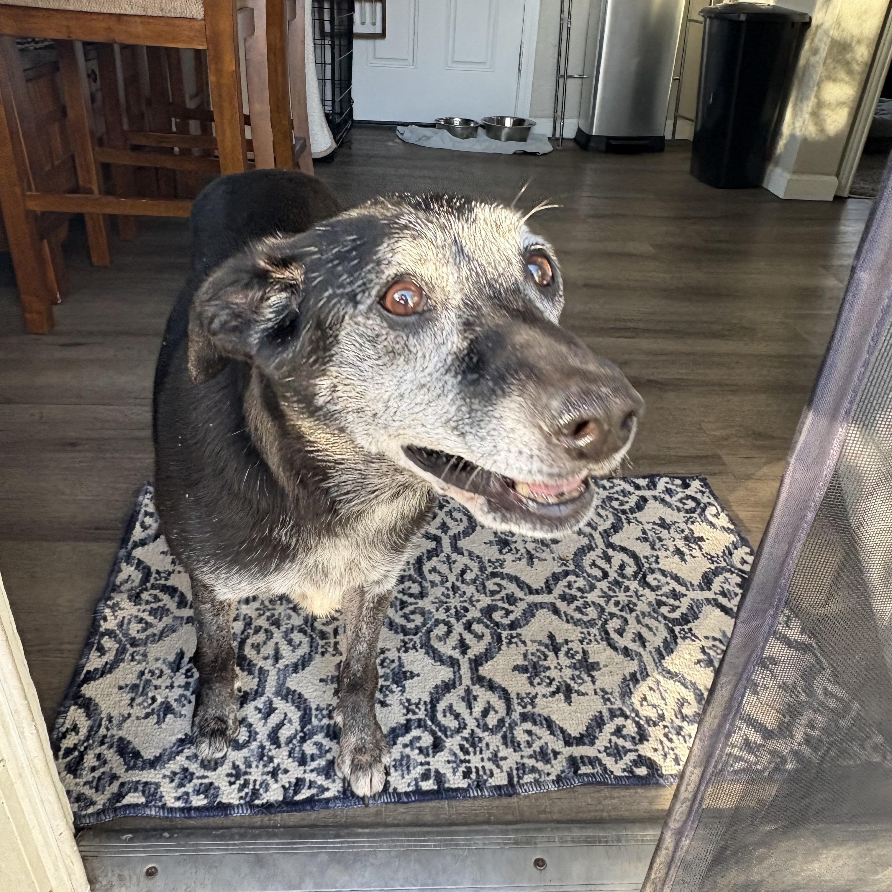 Nyx, a Adoptable mixed breed in Commerce City, CO image 2/6