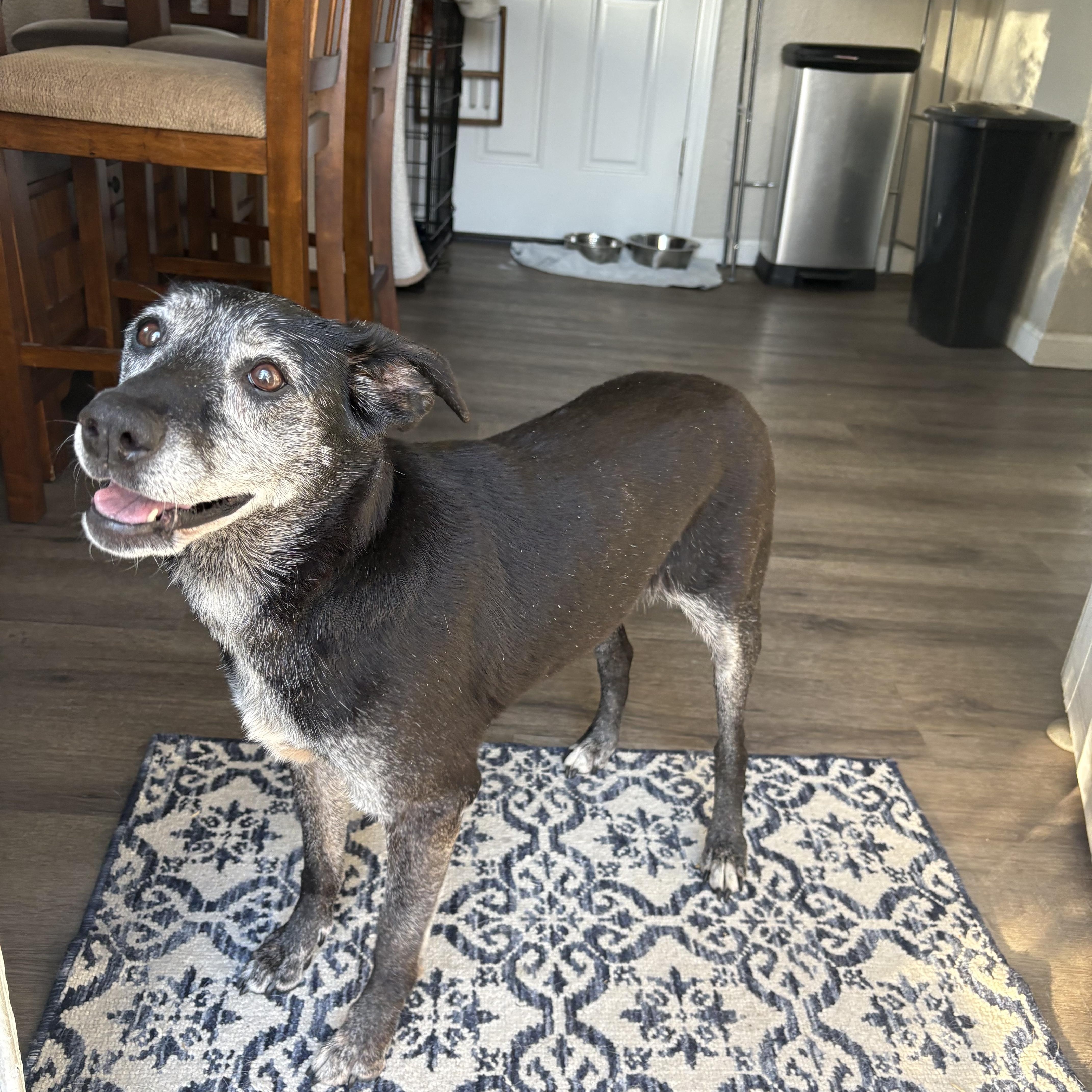 Nyx, a Adoptable mixed breed in Commerce City, CO image 1/6
