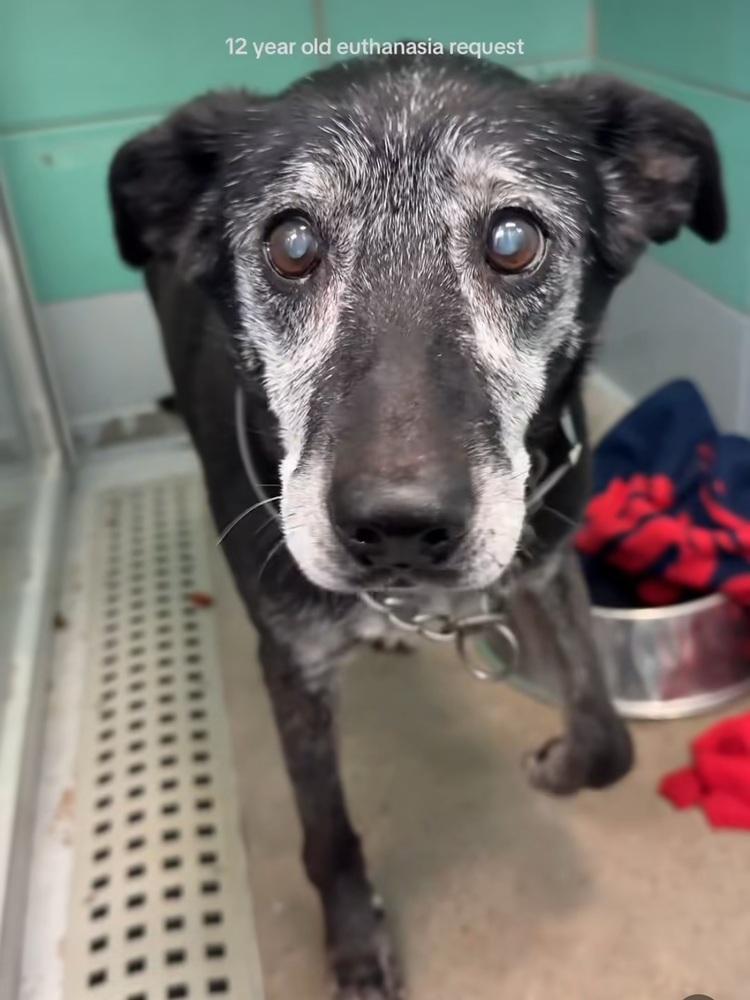 Nyx, a Adoptable mixed breed in Commerce City, CO image 3/6