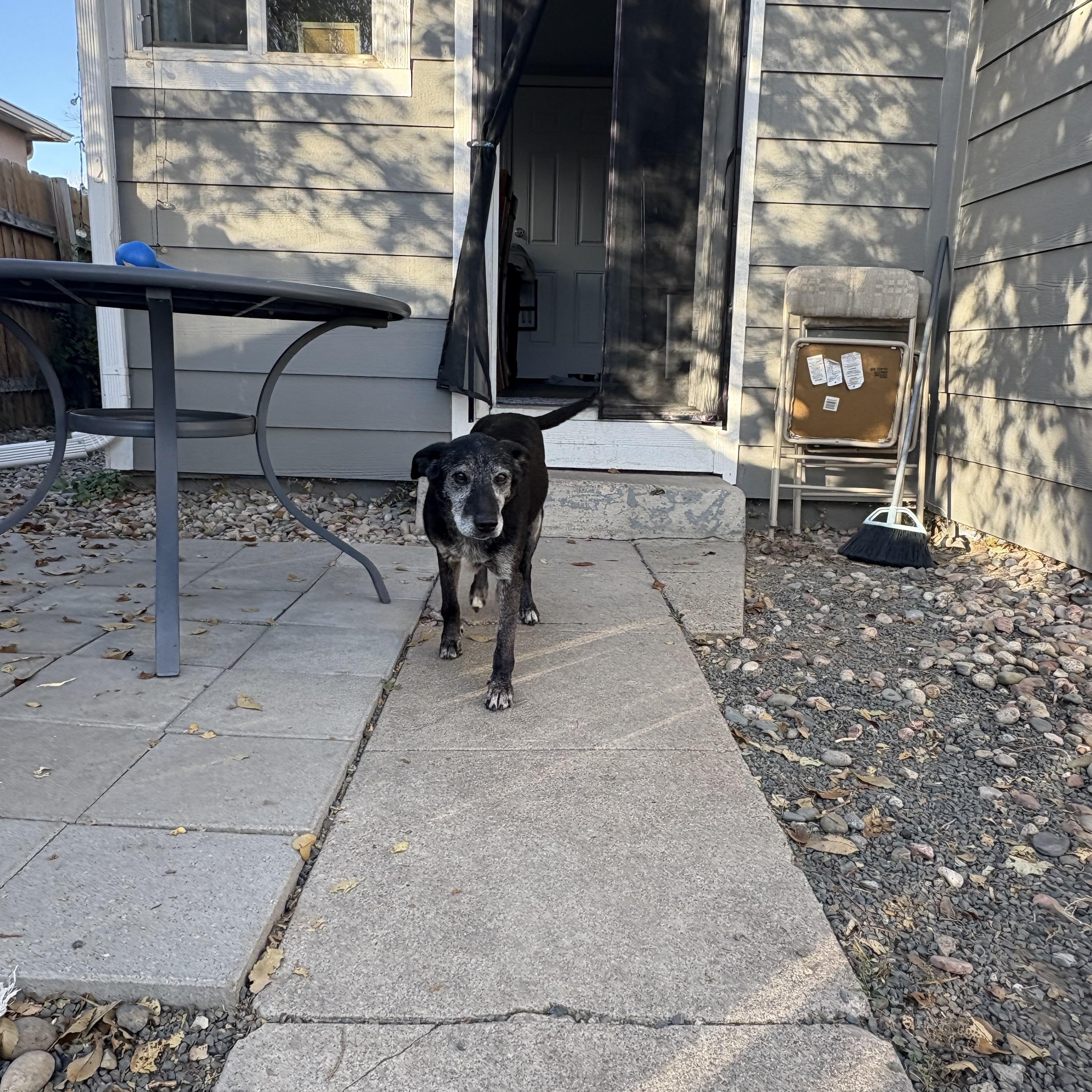 Nyx, a Adoptable mixed breed in Commerce City, CO image 4/6