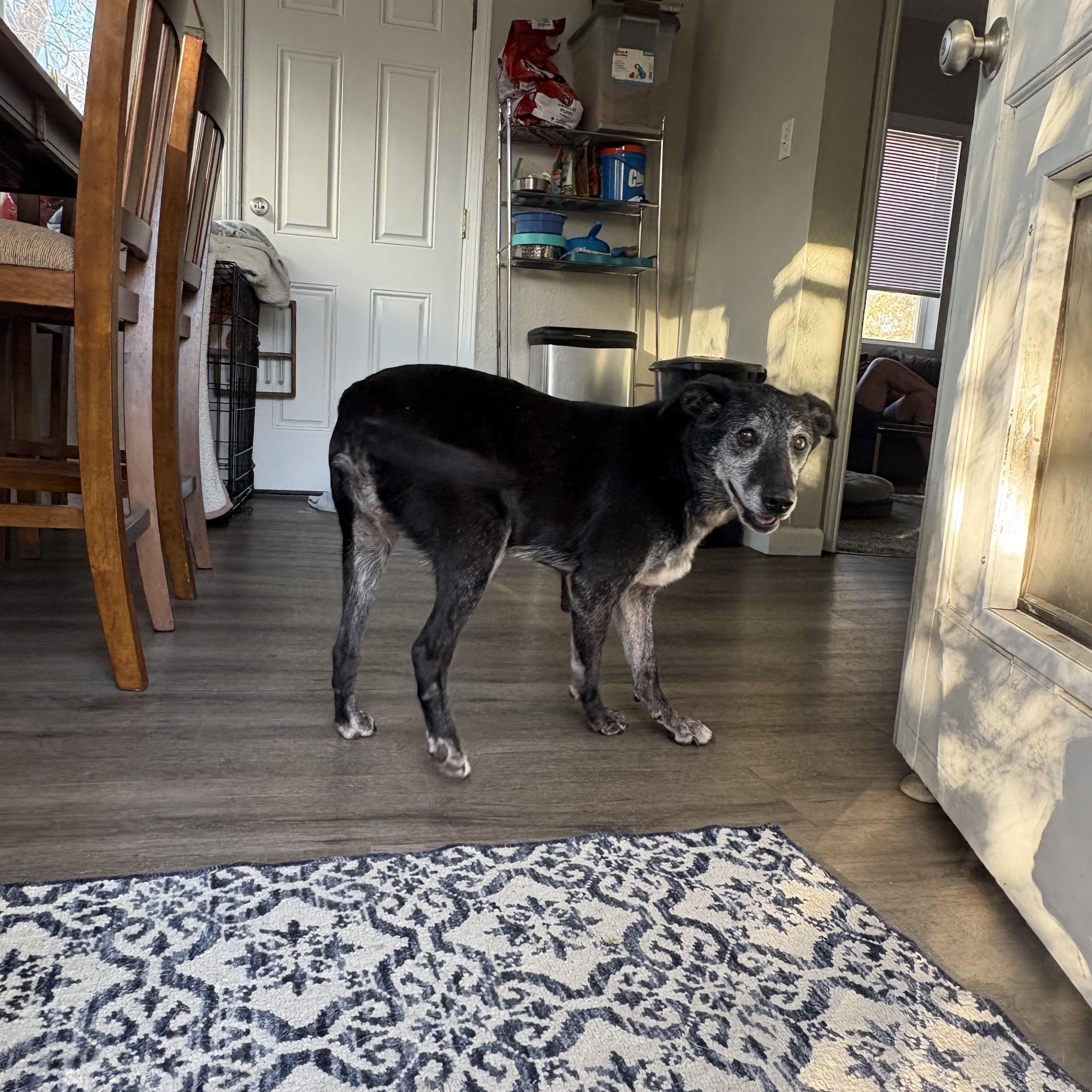 Nyx, a Adoptable mixed breed in Commerce City, CO image 5/6