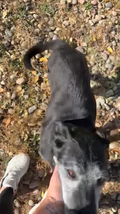 Enlarge Nyx, a Adoptable mixed breed in Commerce City, CO video 6/6