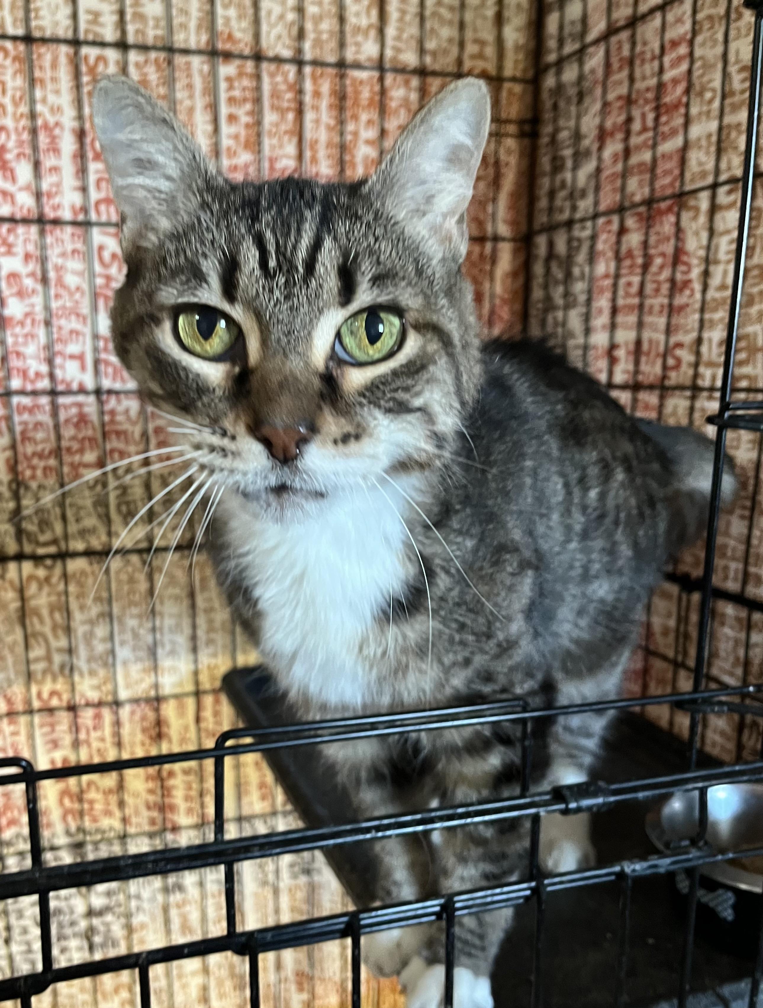 Enlarge Lolita, a ADOPTABLE Domestic Short Hair in Highland, IN image 1/1