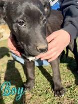 Mike, a Adoptable mixed breed in Madras, OR image 1/3