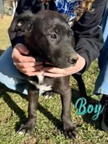 Mike, a Adoptable mixed breed in Madras, OR image 2/3