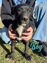 Mike, a Adoptable mixed breed in Madras, OR image 3/3