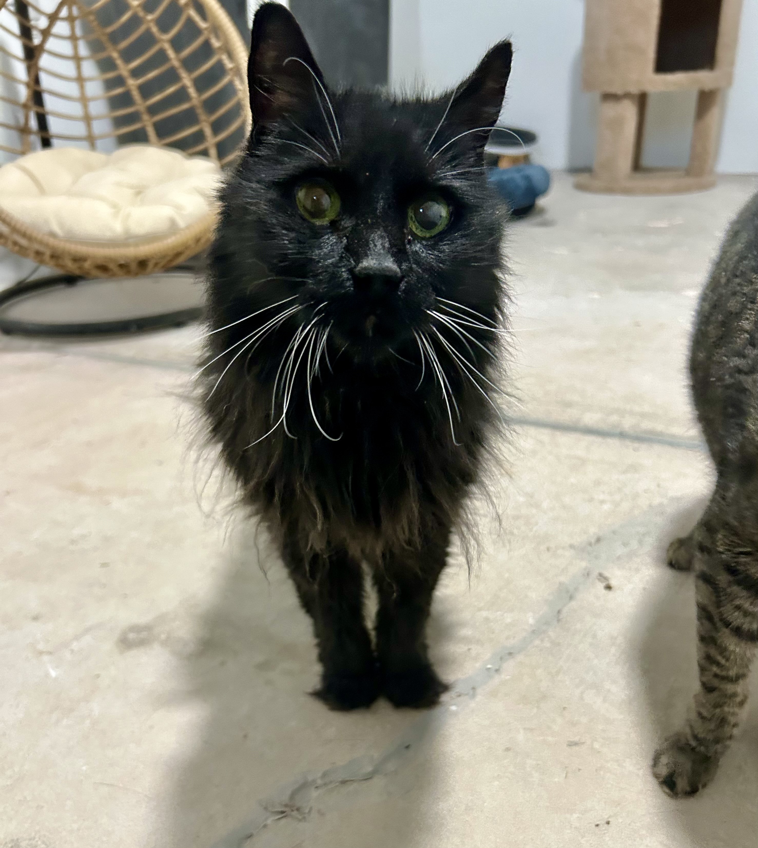 Cat for adoption BB, a Domestic Long Hair in Marana, AZ Petfinder