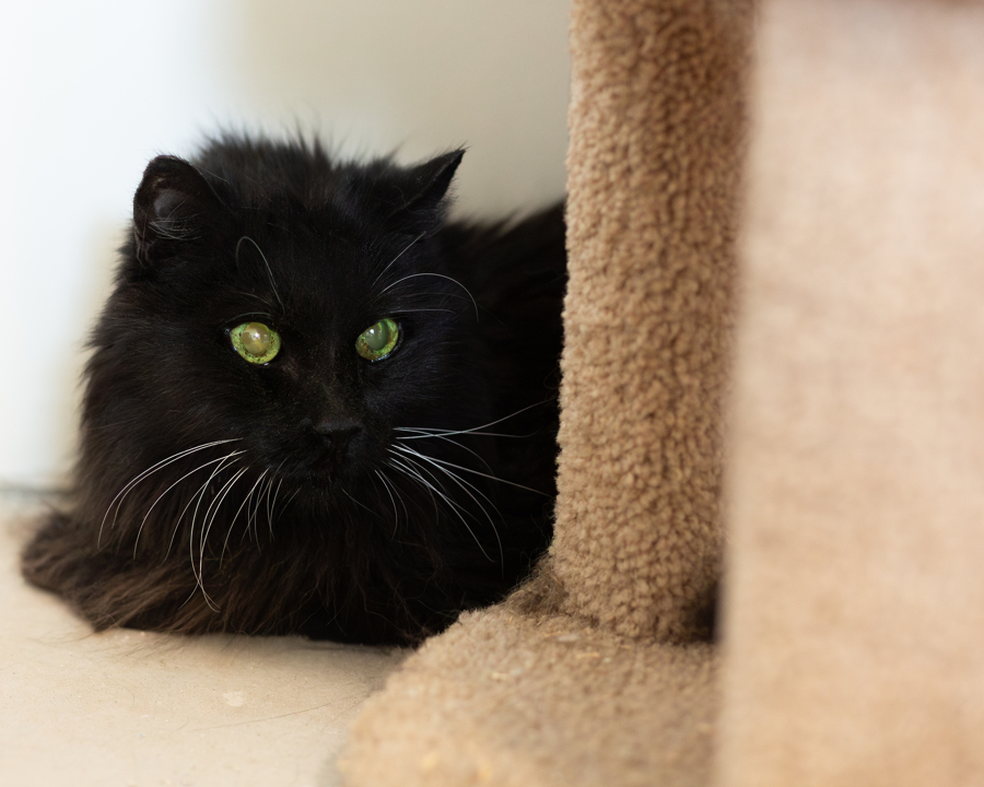 Cat for adoption BB, a Domestic Long Hair in Marana, AZ Petfinder