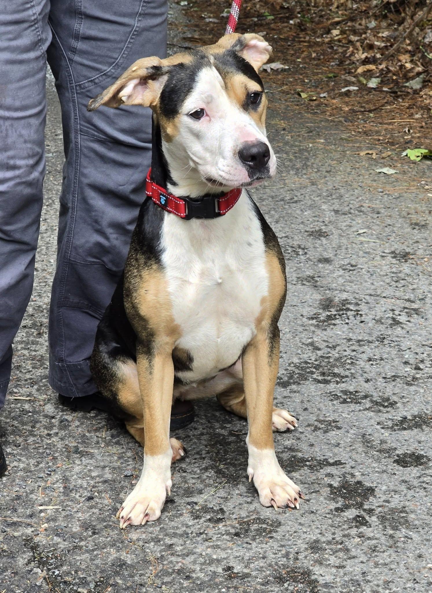 Xena, an adopted mixed breed in Mountain City, TN image 2/2