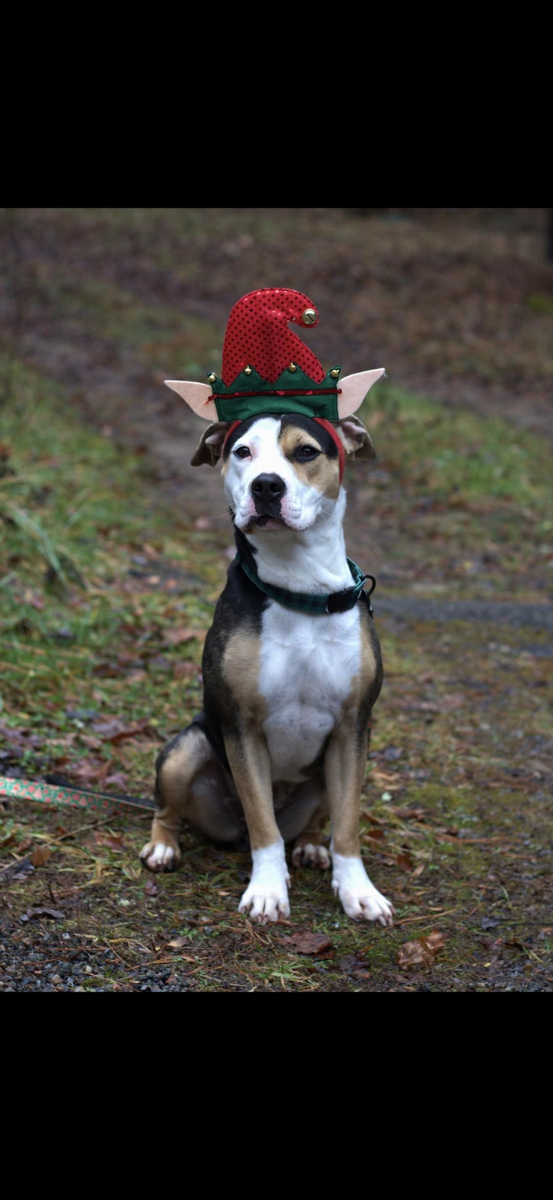 Xena, adopted, Adult Female American Staffordshire Terrier & Beagle.