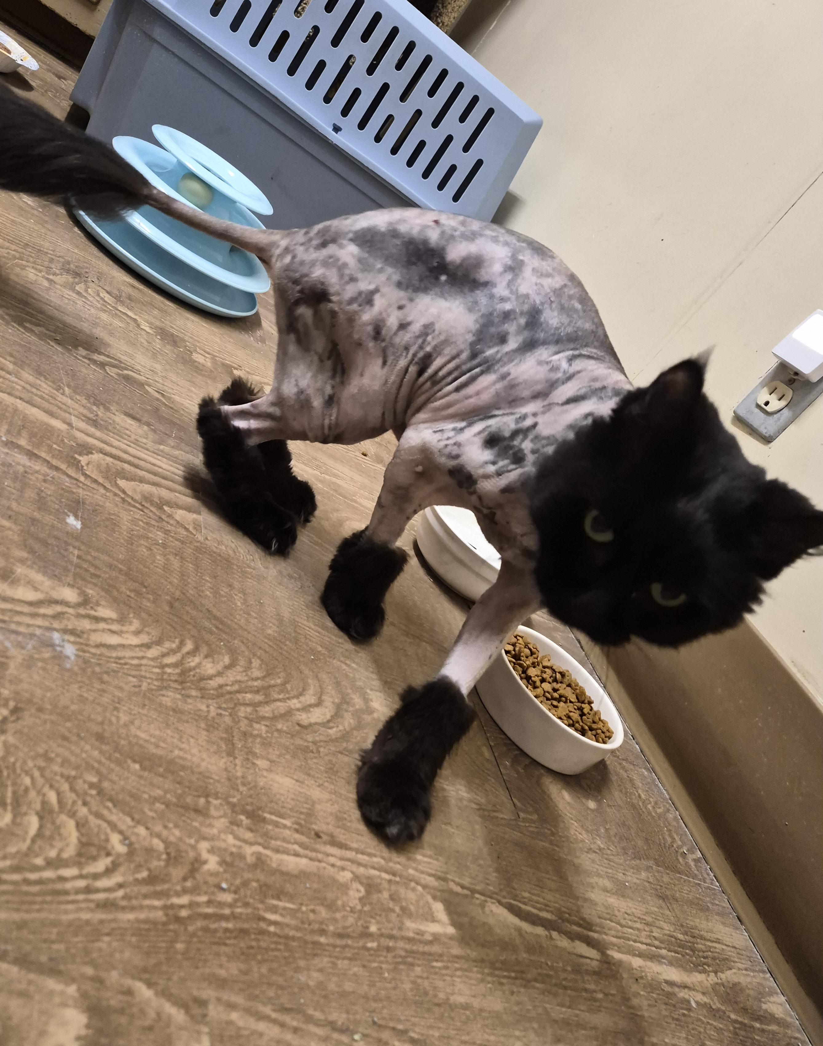 MIETTE, an adopted Domestic Medium Hair in Owatonna, MN image 2/6