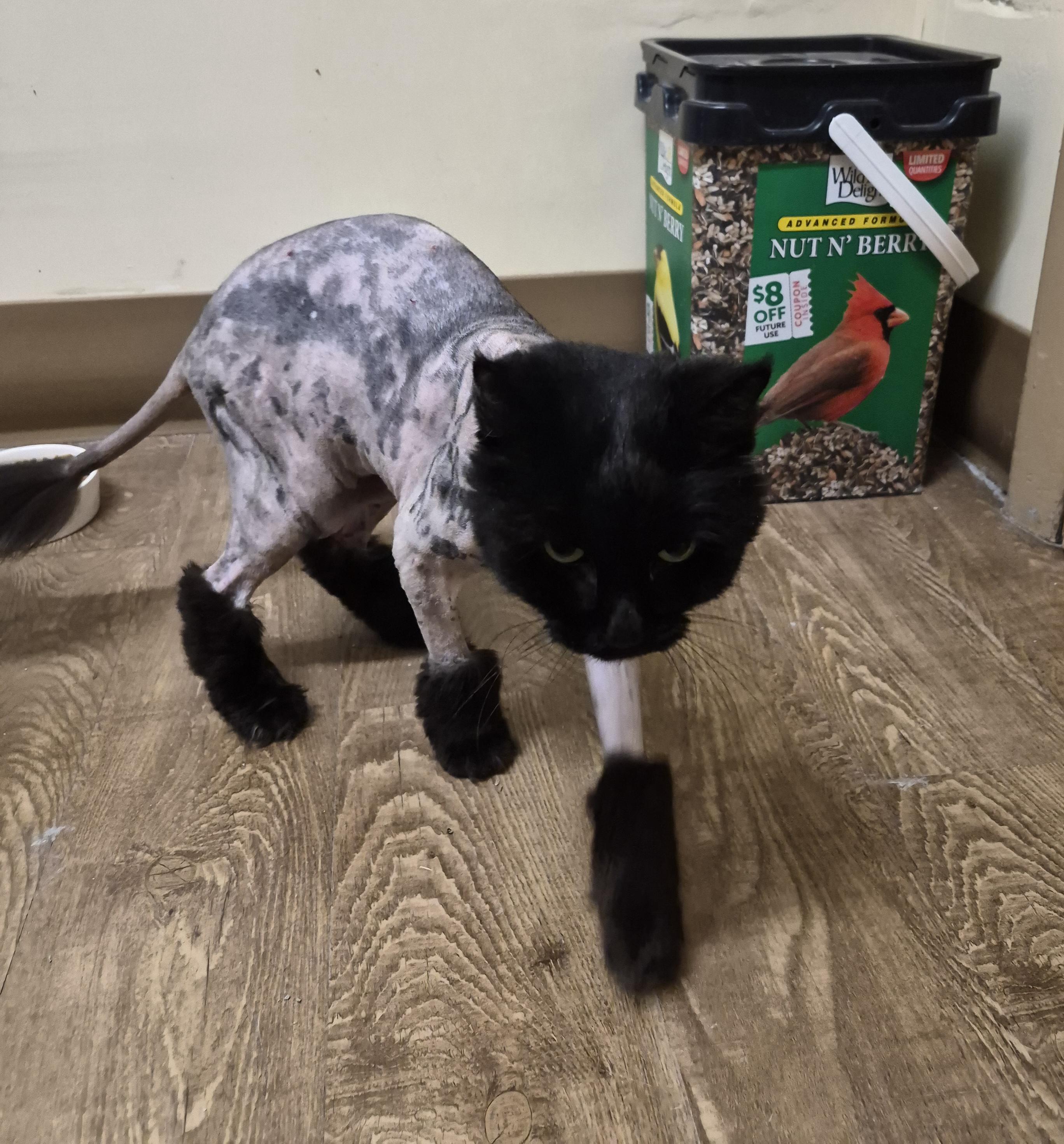 MIETTE, an adopted Domestic Medium Hair in Owatonna, MN image 5/6