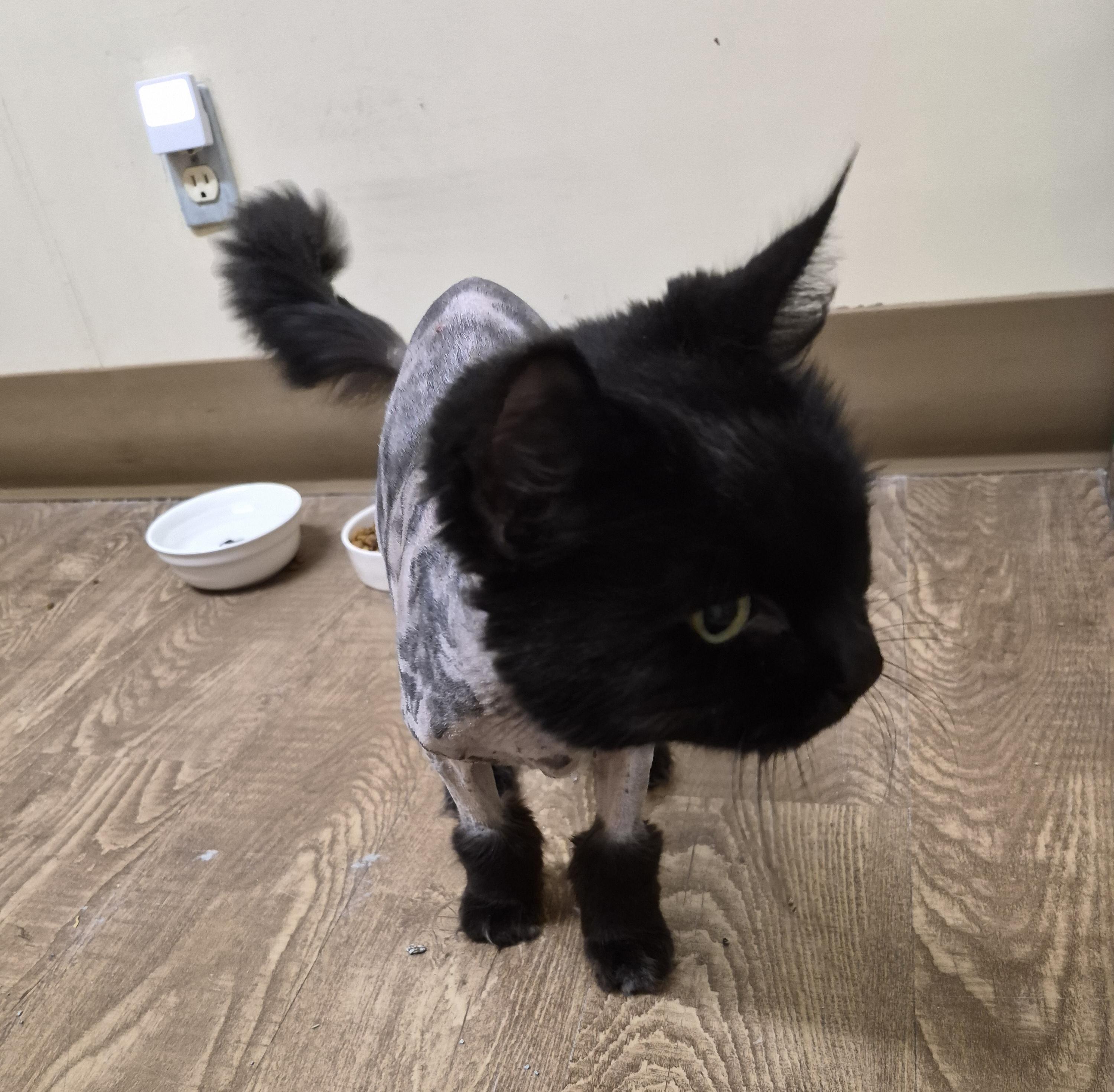 MIETTE, adopted, Senior Female Domestic Medium Hair.