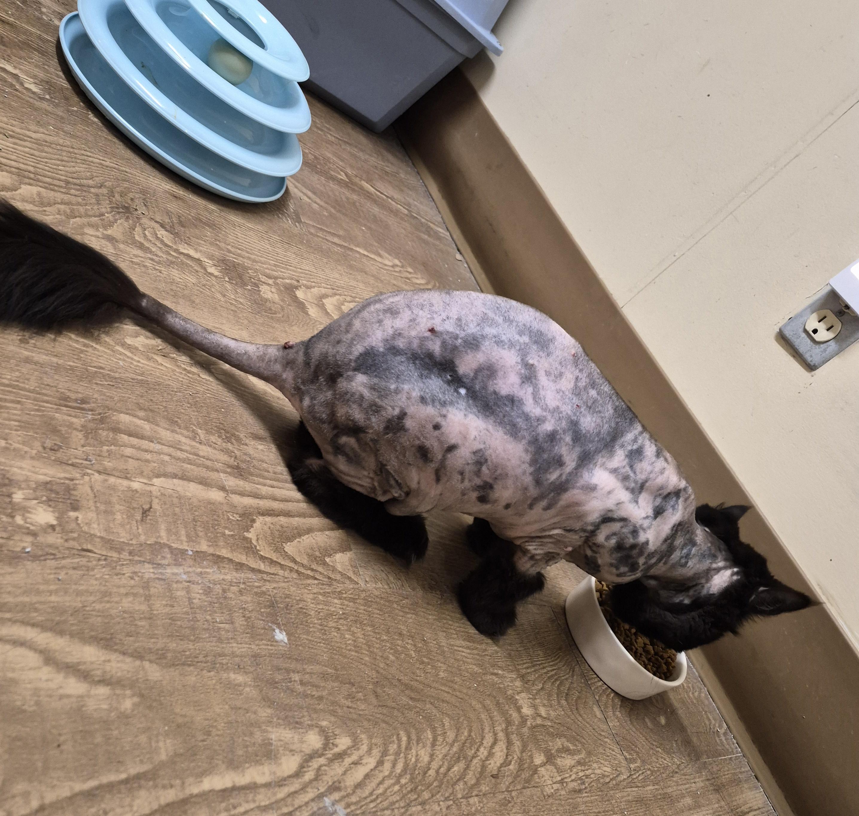 MIETTE, an adopted Domestic Medium Hair in Owatonna, MN image 6/6
