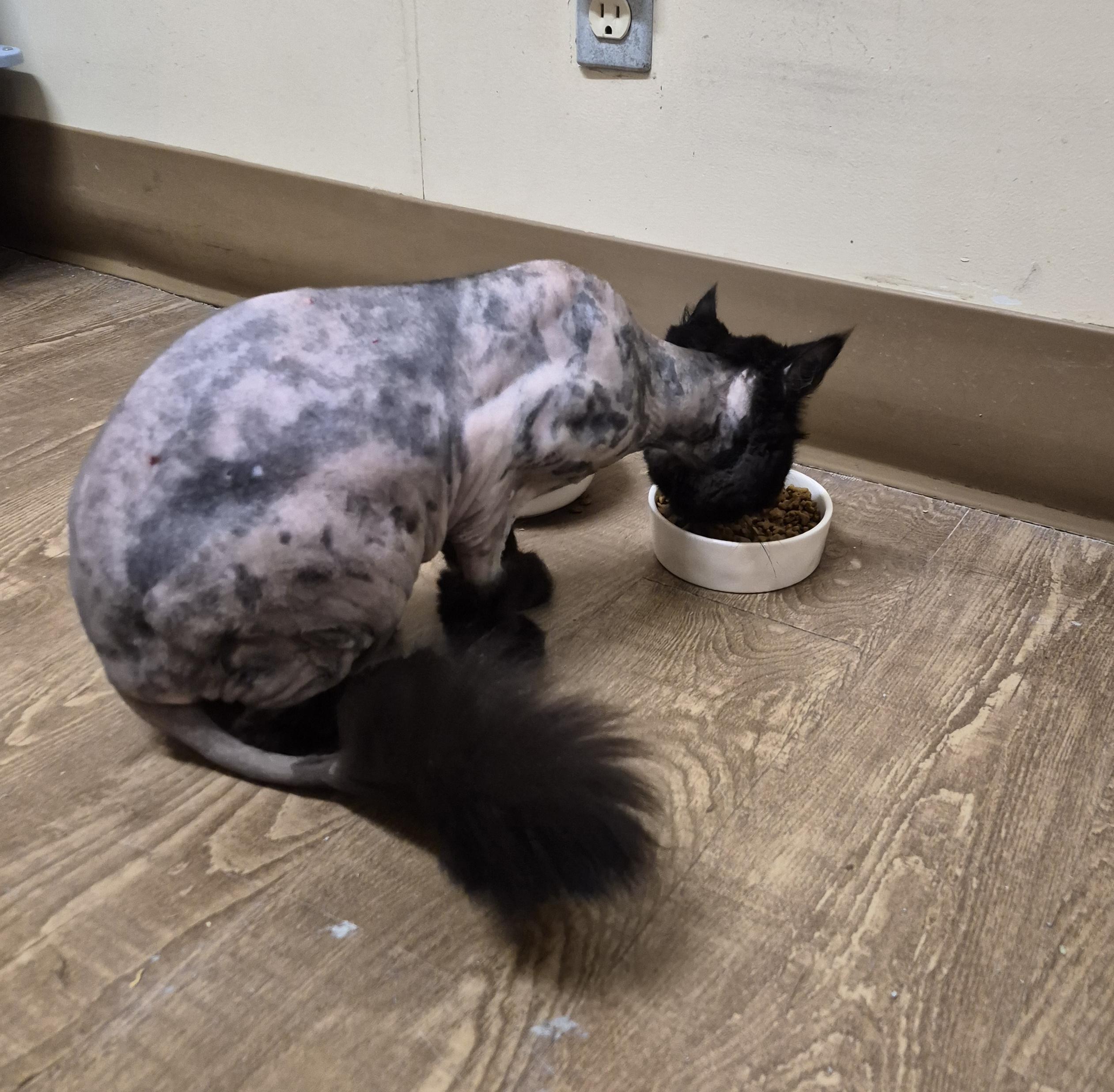 MIETTE, an adopted Domestic Medium Hair in Owatonna, MN image 4/6