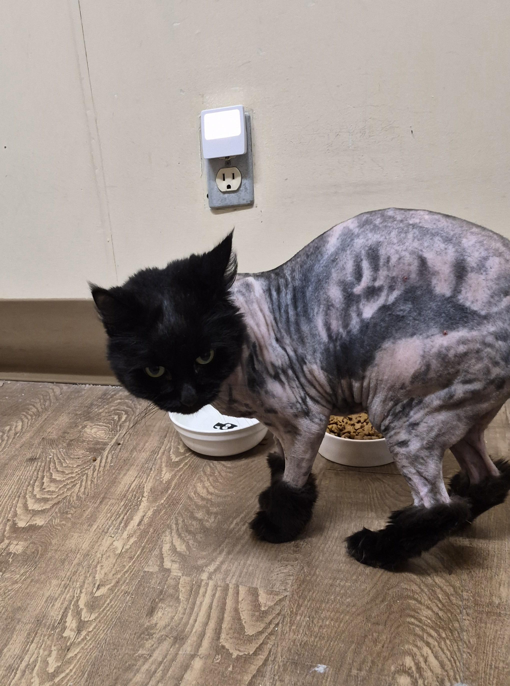 MIETTE, an adopted Domestic Medium Hair in Owatonna, MN image 3/6