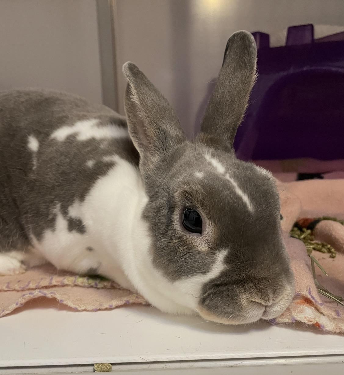 Barbary Fig, adopted, Adult Male Mini Rex.