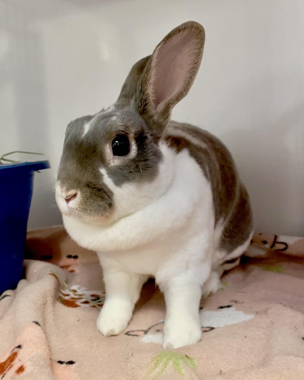 Enlarge Barbary Fig, an adopted Mini Rex in Chicago, IL image 2/2