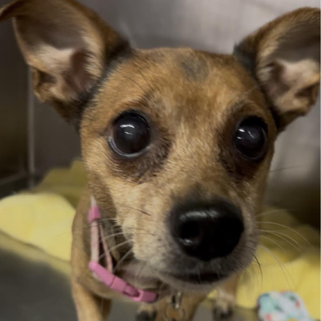 Enlarge Remi, a Adoptable Chihuahua in Marysville, OH image 1/2
